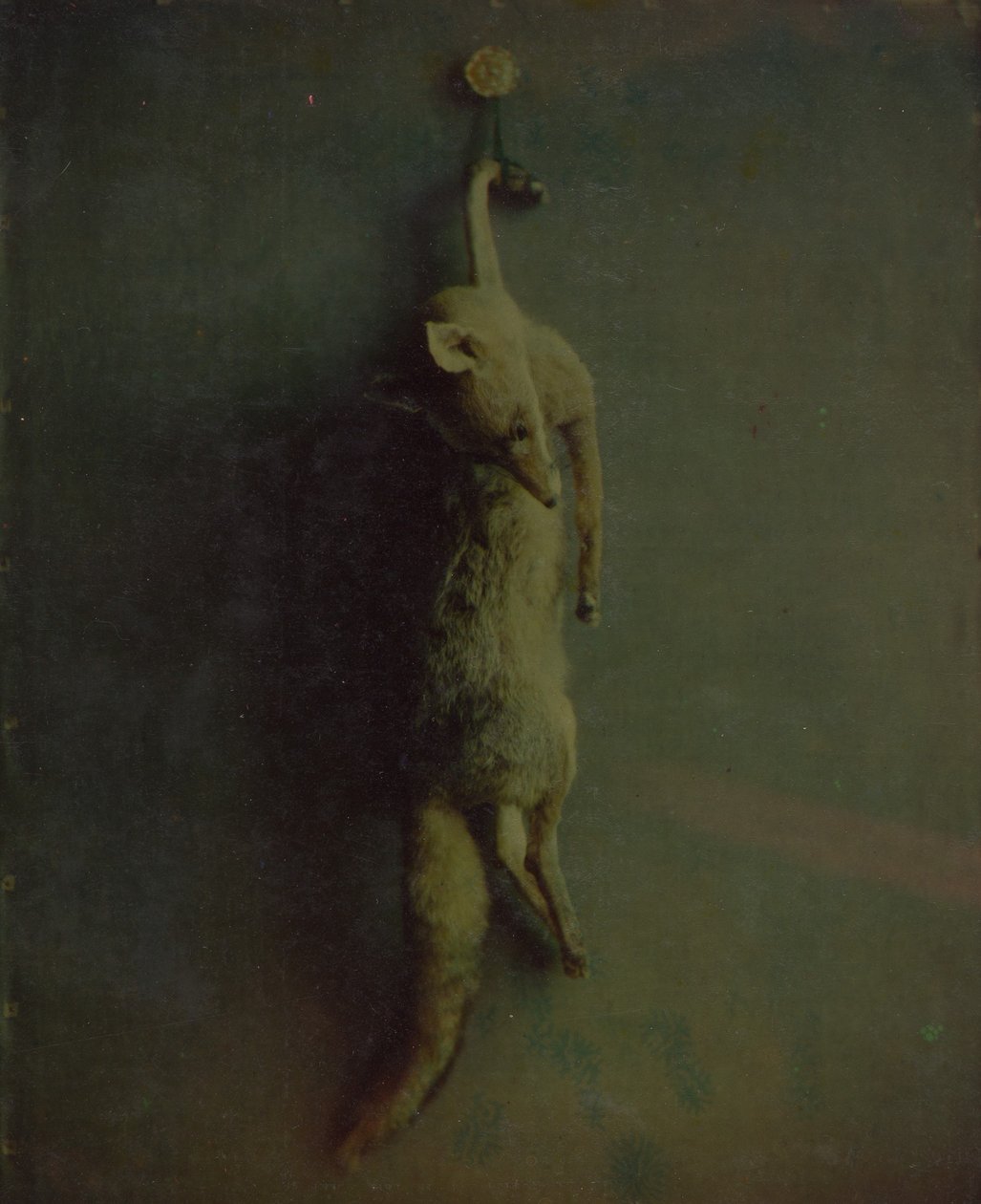 Fox, ca. 1870. av Louis Ducos du Hauron