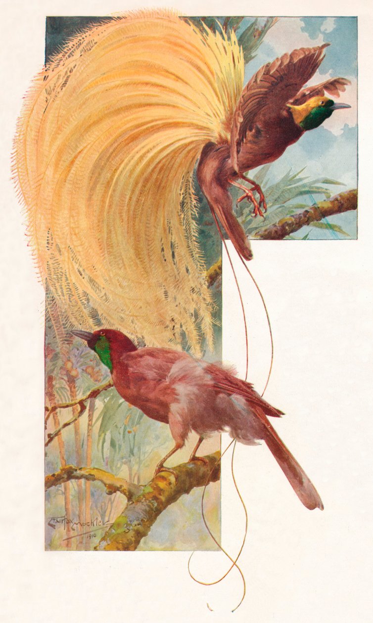 Great Birds of Paradise, 1910, 1911 av Louis Fairfax Muckley