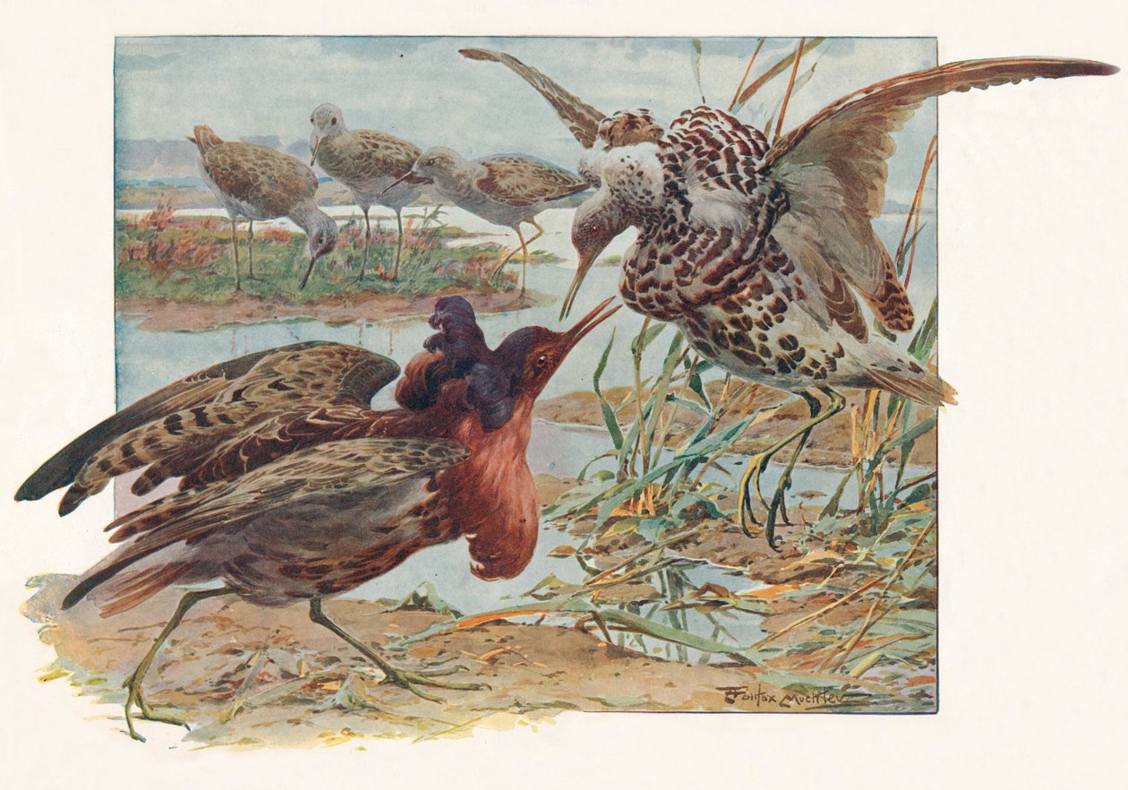 Ruffs and Reeves, c1910, 1911 av Louis Fairfax Muckley