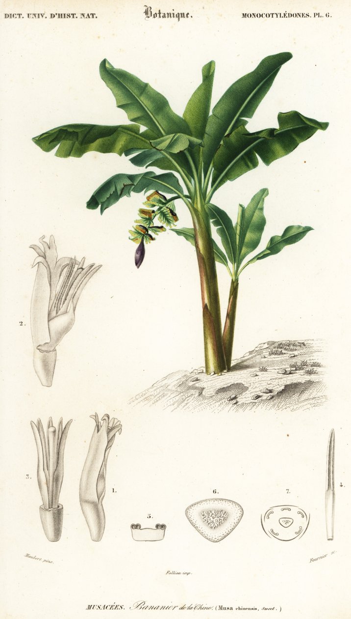 Banan, Musa acuminata., 1849 (gravering) av Louis Joseph Edouard Maubert