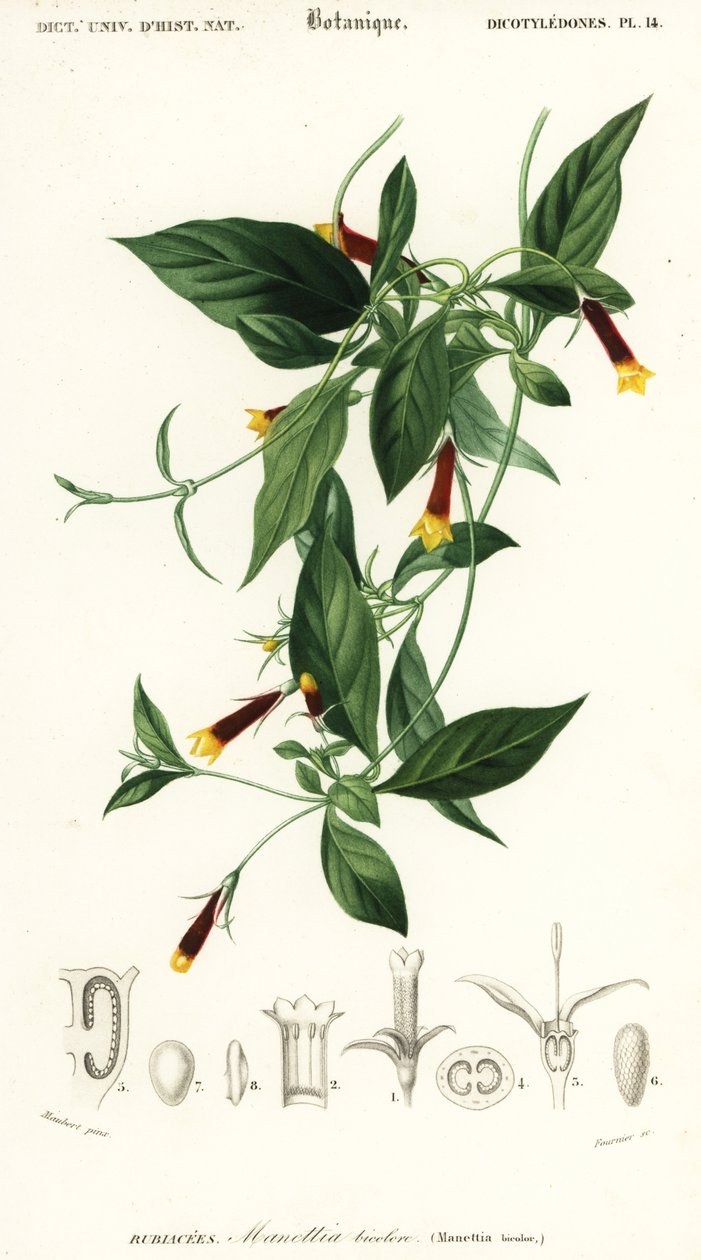 Manettia luteorubra. ,1849 (gravering) av Louis Joseph Edouard Maubert