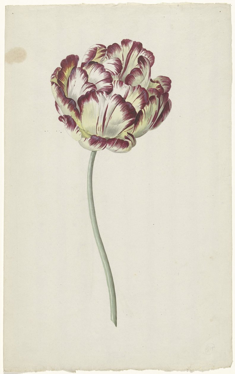 Tulipan av Louis Moritz