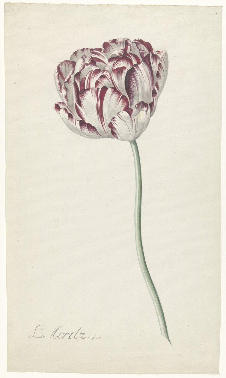 Tulipan av Louis Moritz