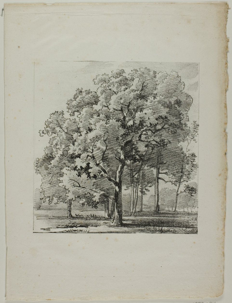 Studie av trær av Louis Pierre Baltard