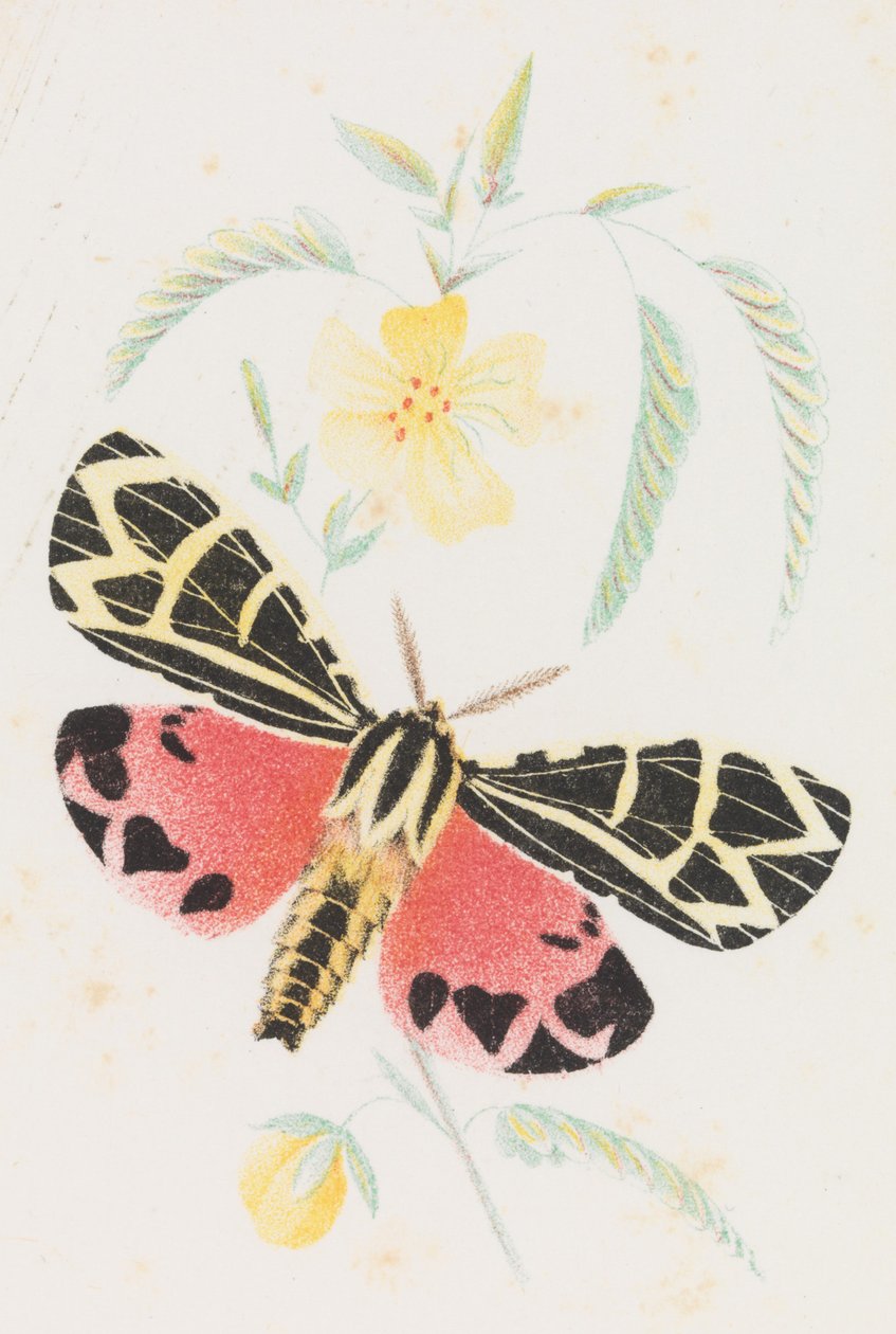 Arctia Jomfruen, 1862 av Louis Prang