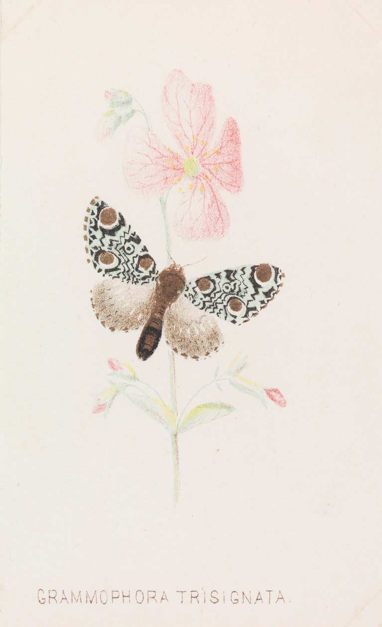 Grammophora Trisignata, 1862.. av Louis Prang