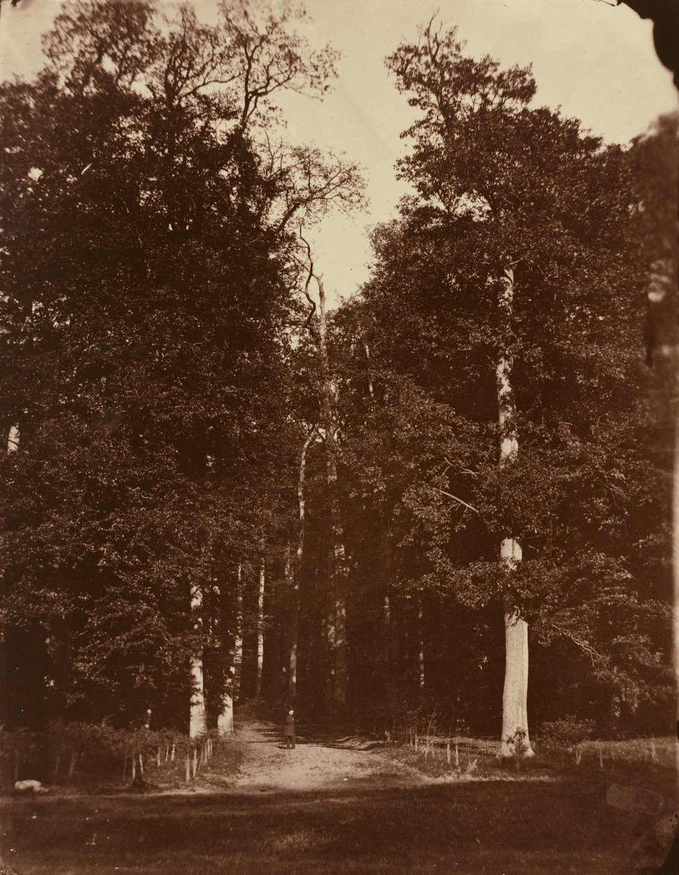 Skog ved Saint-Cloud av Louis Rémy Robert