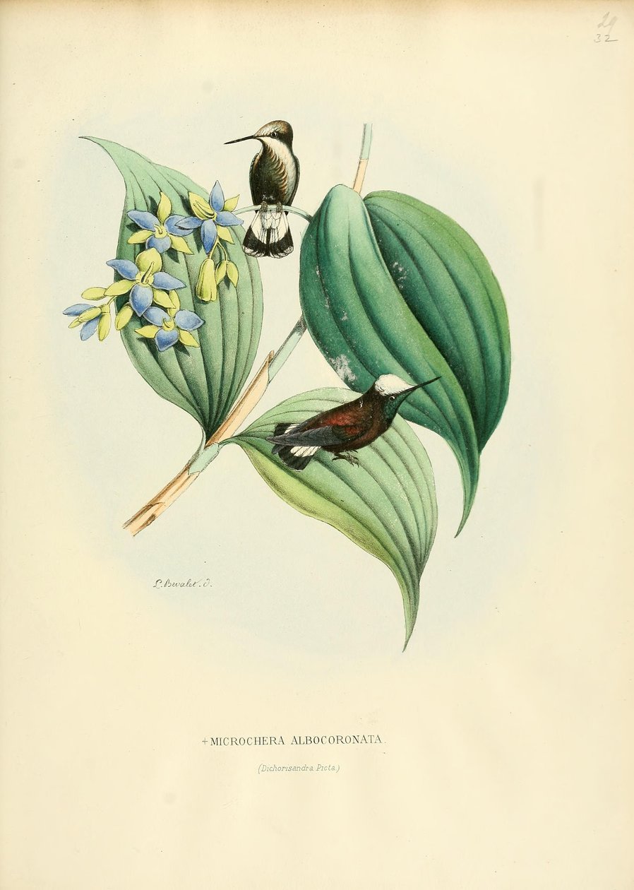 Microchera albocoronatanorwegian av Louis Victor Bevalet