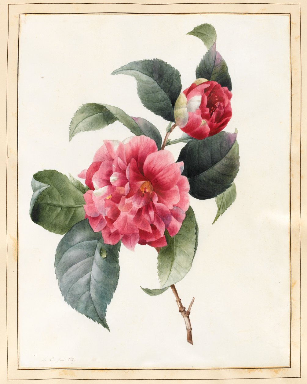 Camellia, 1827 (wc med litt kroppsfarge på vellum) av Louise DOrleans