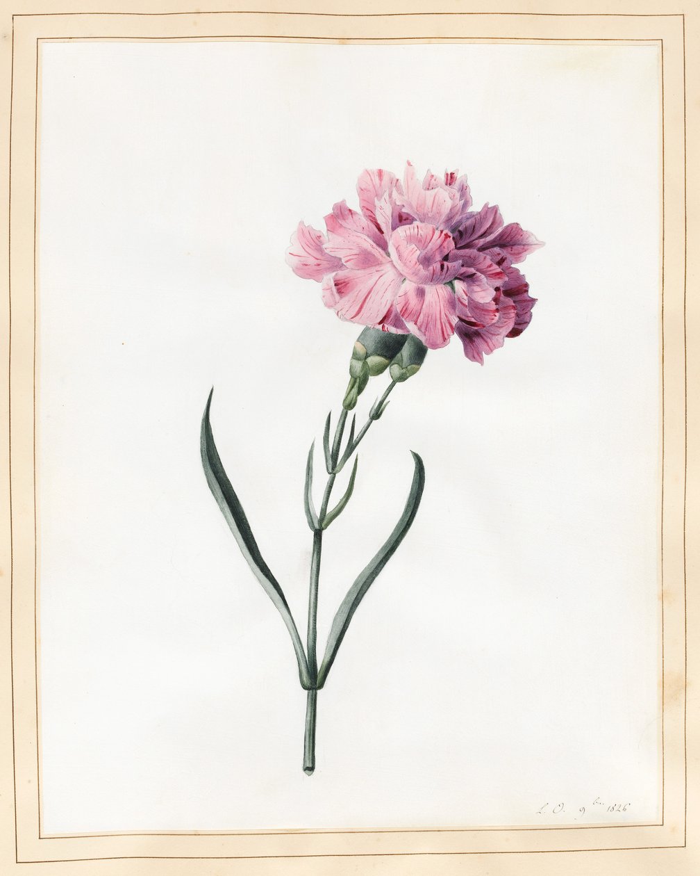 Nellik, 1826 (wc på vellum) av Louise DOrleans