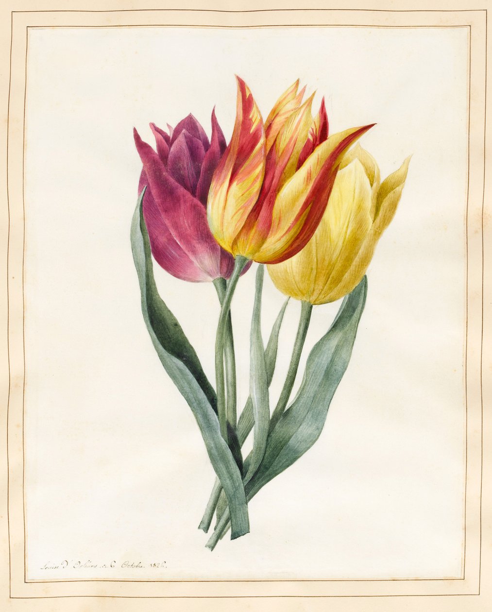 Tre liljetulipaner (wc med litt kroppsfarge på vellum) av Louise DOrleans