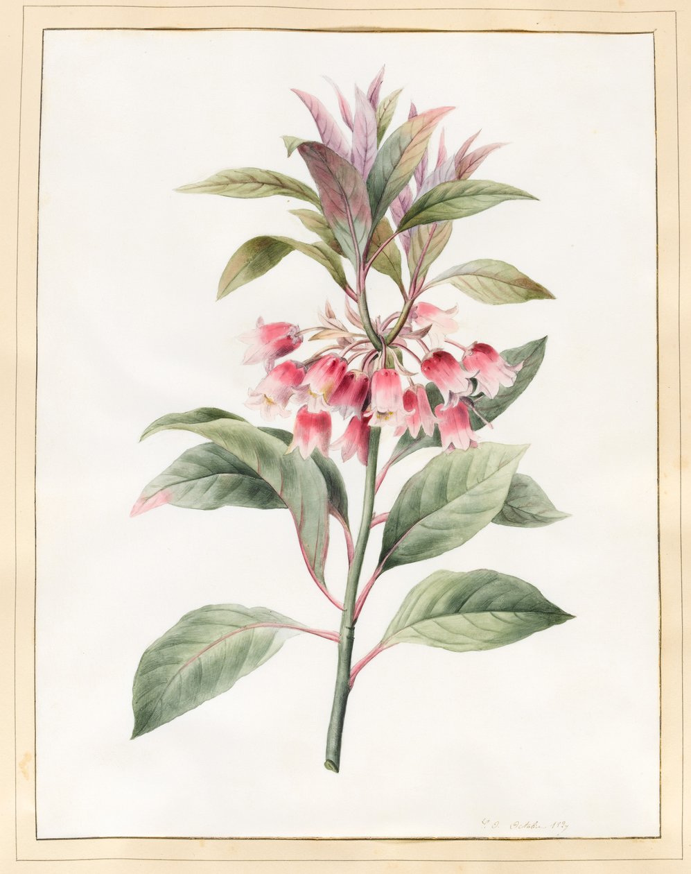 Unavngitt, 1827 (wc på vellum) av Louise DOrleans