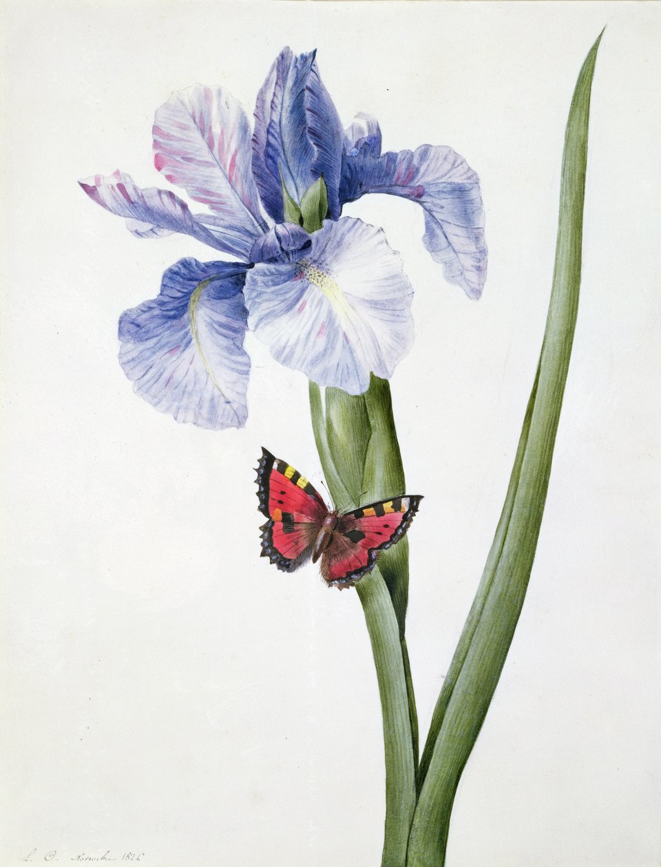 f.10 Blå iris med sommerfugl (Spuria), 1826 av Louise DOrleans