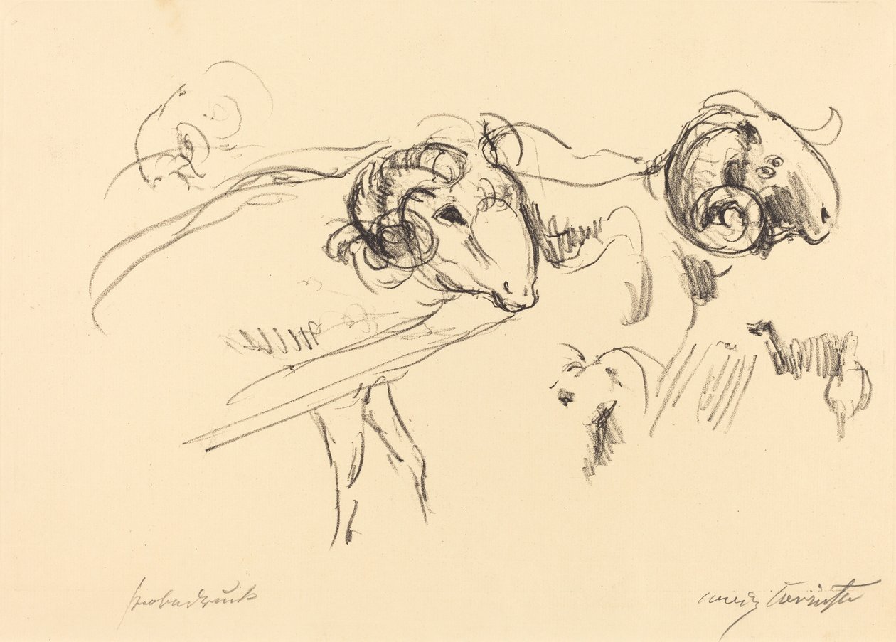 Schafböcke Rams, 1912. av Lovis Corinth