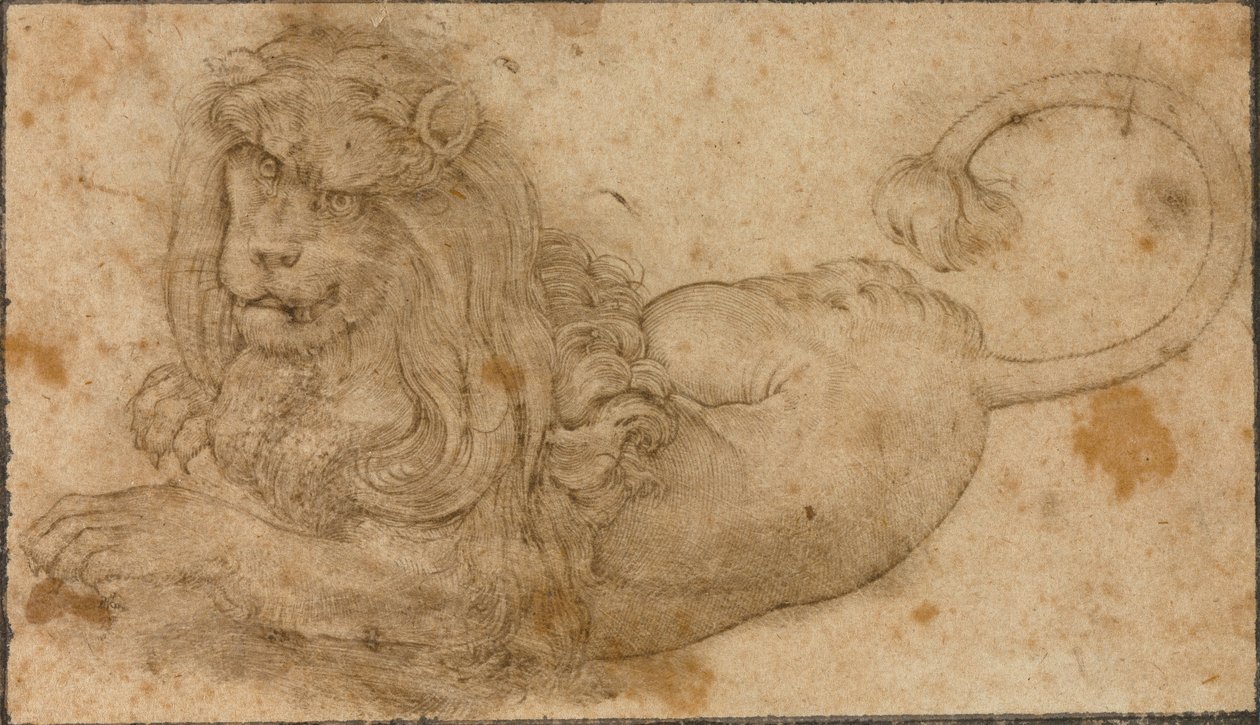 Studie av en løve av Lucas the Elder Cranach