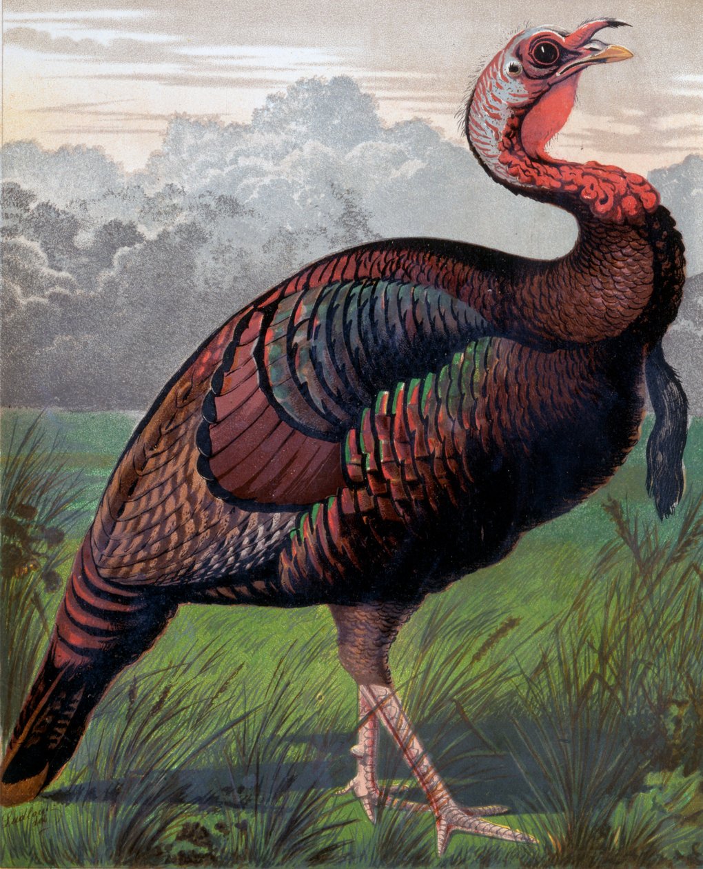 The Wild American Turkey Cock, illustrasjon fra Cassells Poultry Book, gravert av Vincent Brooks (1814-1885) Day & Son av Ludlow