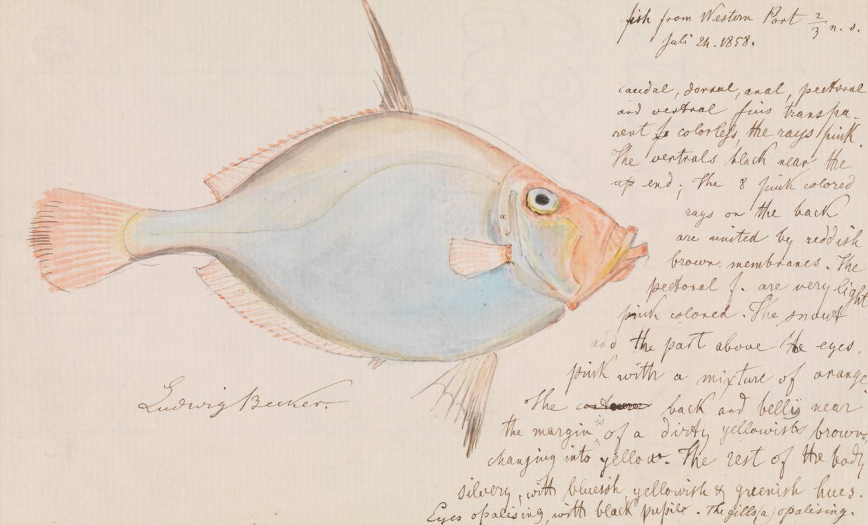 Silver Dory, Cyttus australis av Ludwig Becker