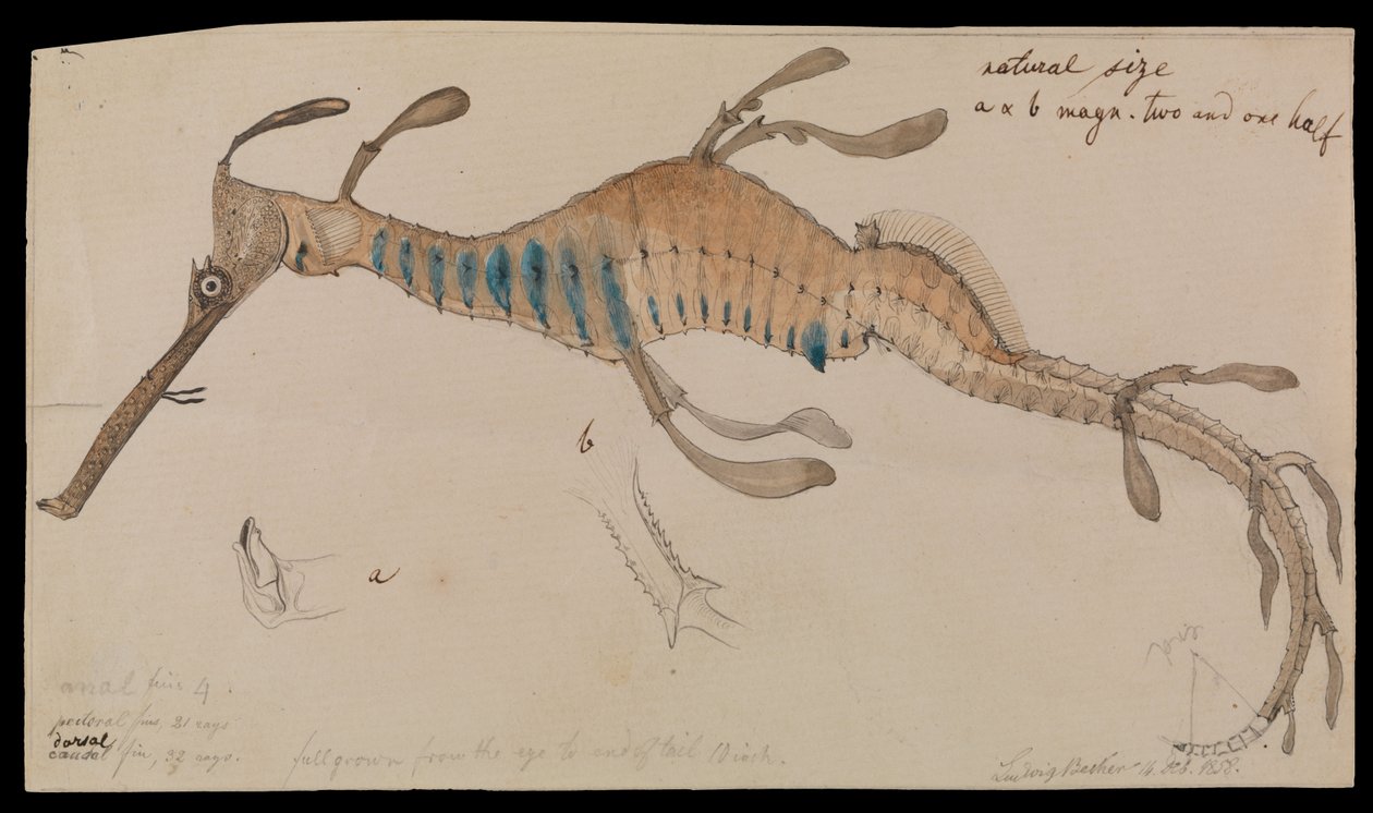 Weedy Seadragon, Phyllopteryx foliatus av Ludwig Becker