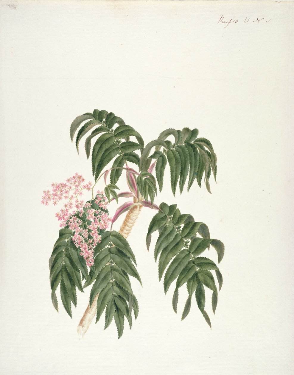 Cusso eller Banbesia; Abyssinia (blader og blomster) (wc og gouache over grafitt på papir) av Luigi Balugani