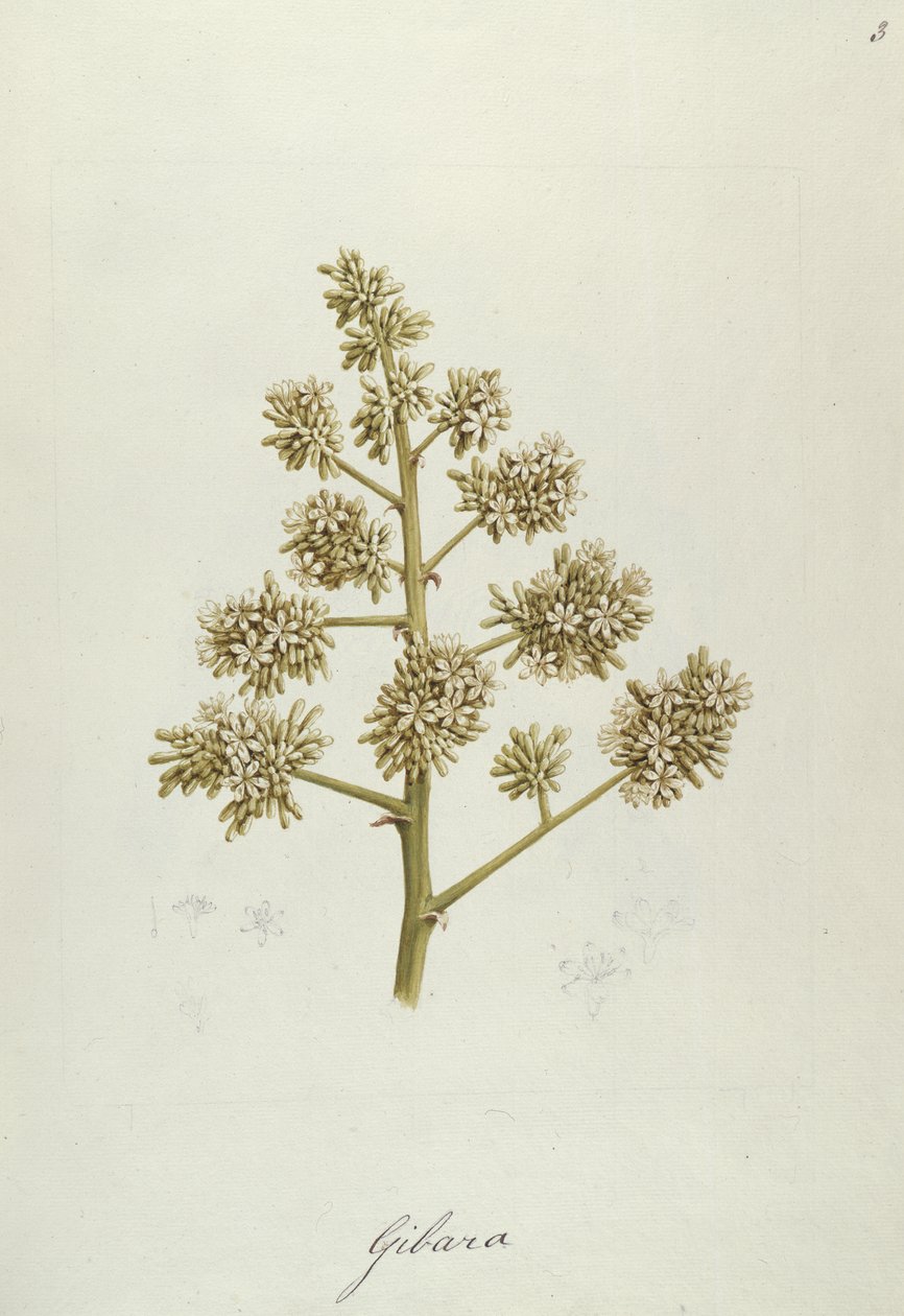Gibara, illustrasjon fra 41 botaniske tegninger med notater (grafitt, wc og bc på papir) av Luigi Balugani