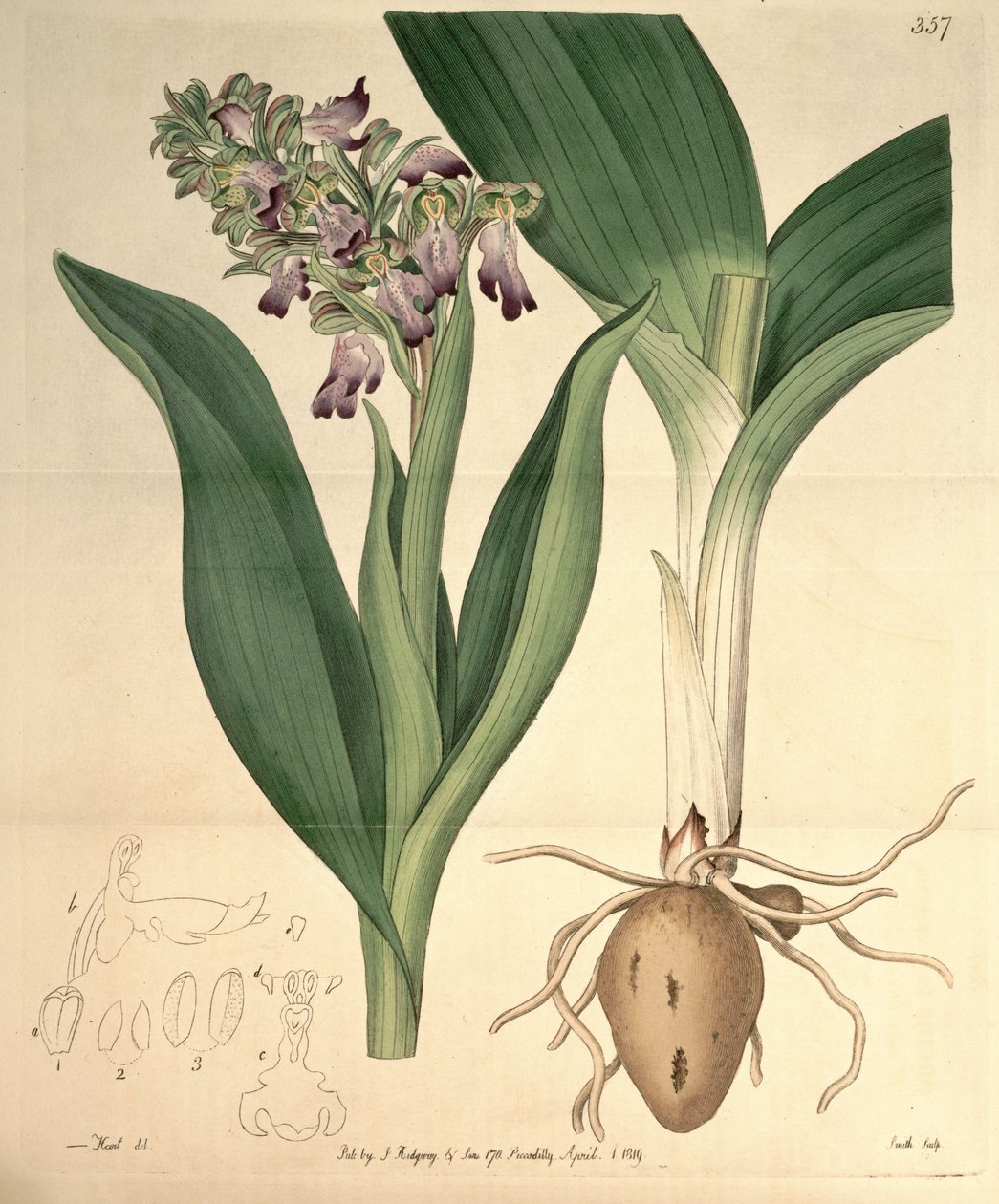 Illustrasjon av Barlia robertiana (som syn. Orchis longibracteata Biv.) av M. Hart