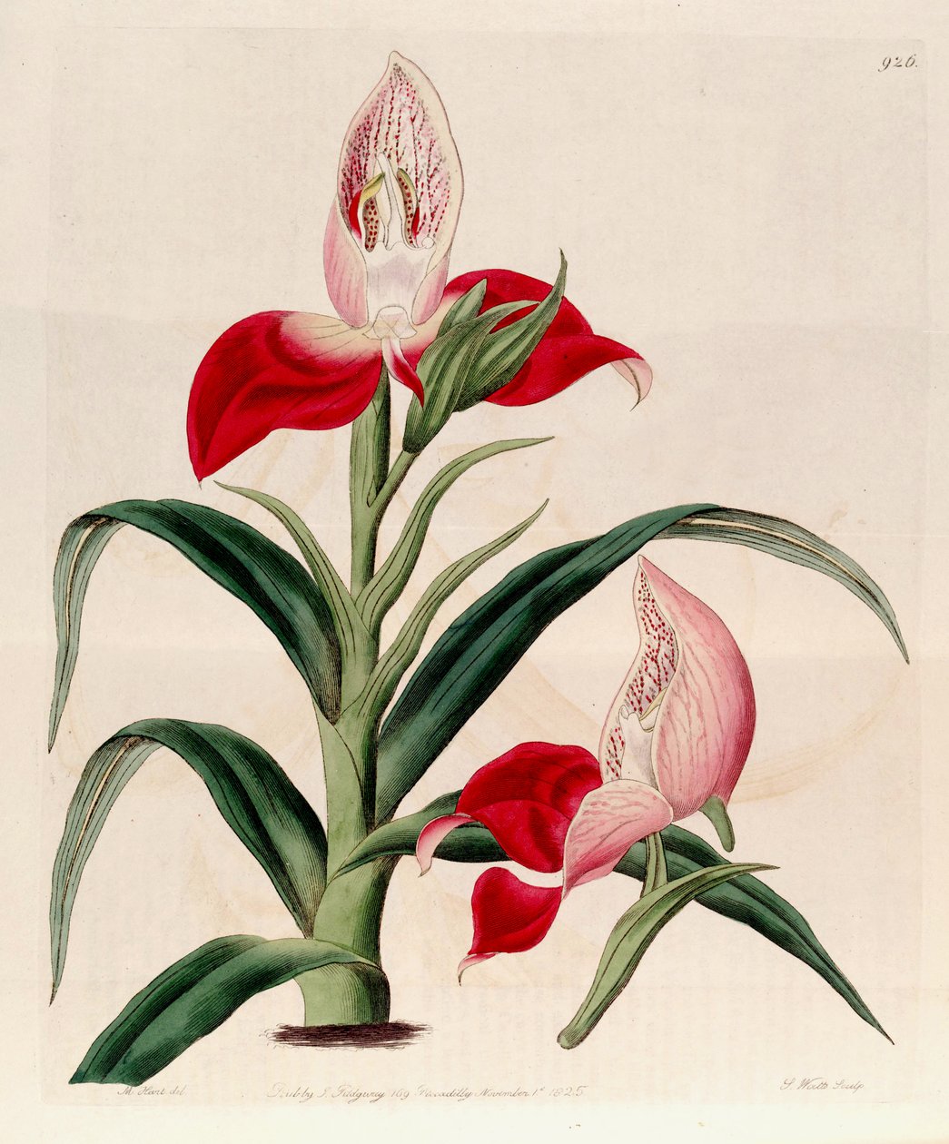 Illustrasjon av Disa uniflora (som syn. Disa grandiflora) av M. Hart