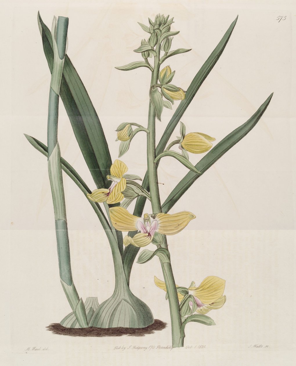 Illustrasjon av Eulophia speciosa (som syn. Lissochilus speciosus) av M. Hart