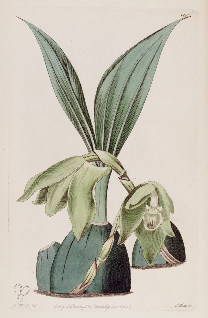 Illustrasjon av Ida ciliata (som syn. Maxillaria ciliata) av M. Hart