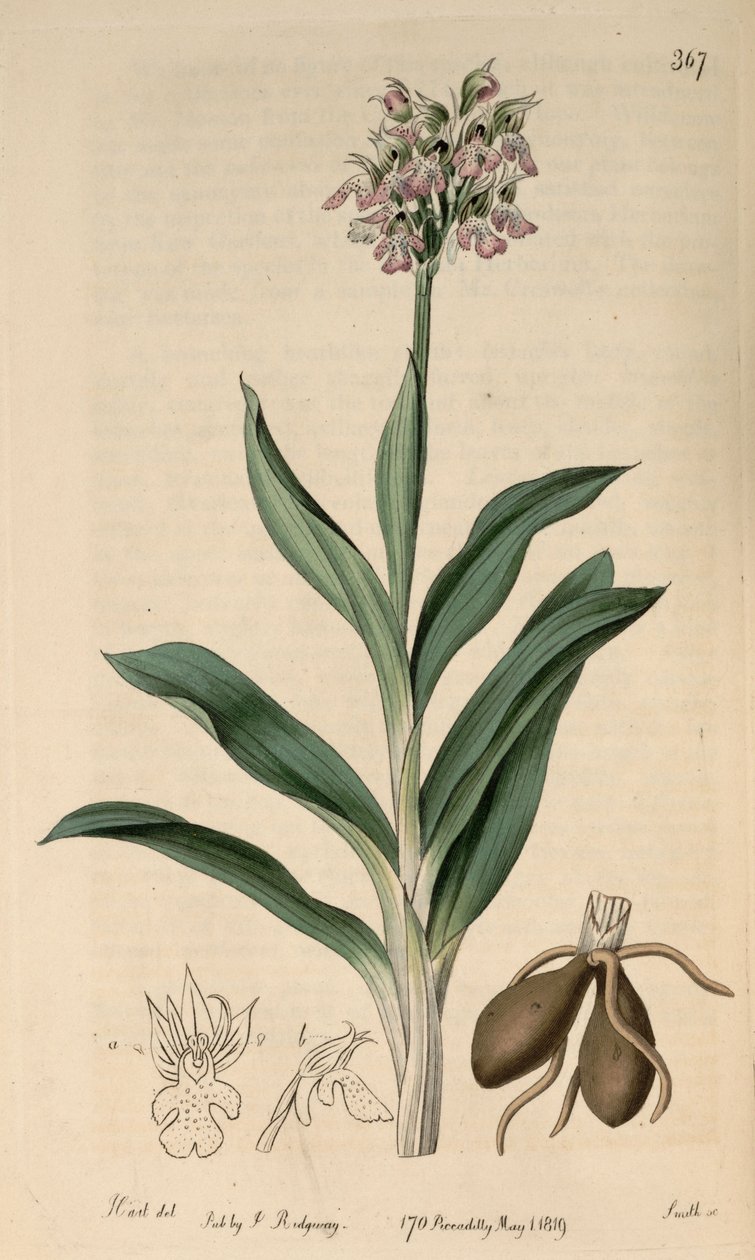Illustrasjon av Neotinea tridentata subsp. tridentata (som synk. Orchis variegataAll.) av M. Hart