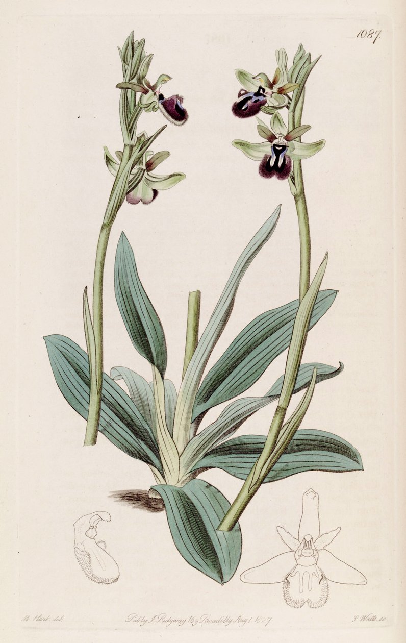 Illustrasjon av Ophrys sphegodes subsp. atrata (som syn. Ophrys atrata) av M. Hart
