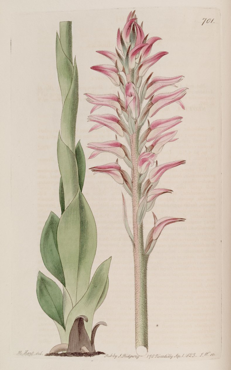 Illustrasjon av Sacoila lanceolata (som syn. Neottia orchioides) av M. Hart