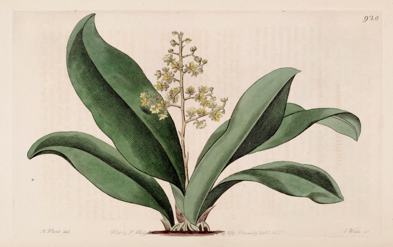 Illustrasjon av Trichocentrum pumilum (som syn. Oncidium pumilum) av M. Hart