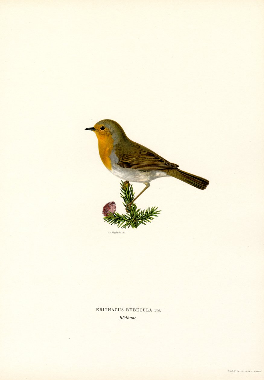 Robin (farge litho) av Magnus Ferdinand and Wilhelm von Wright