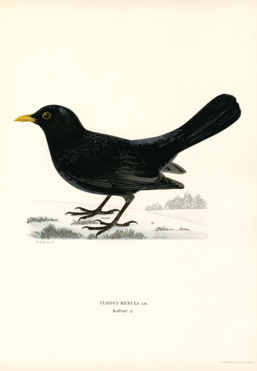 Blackbird (farge litho) av Magnus Ferdinand and Wilhelm von Wright