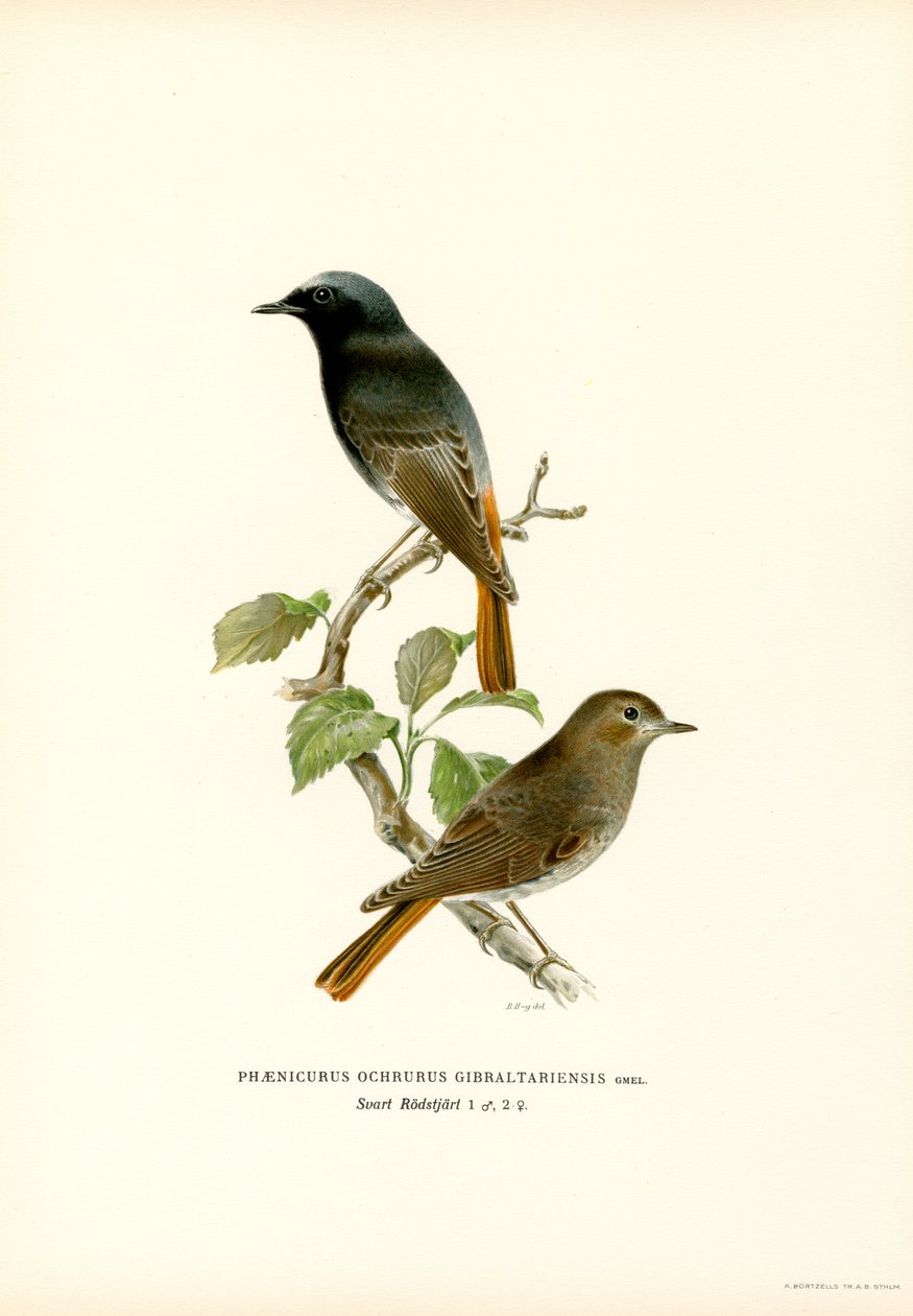 Blackstart (farge litho) av Magnus Ferdinand and Wilhelm von Wright