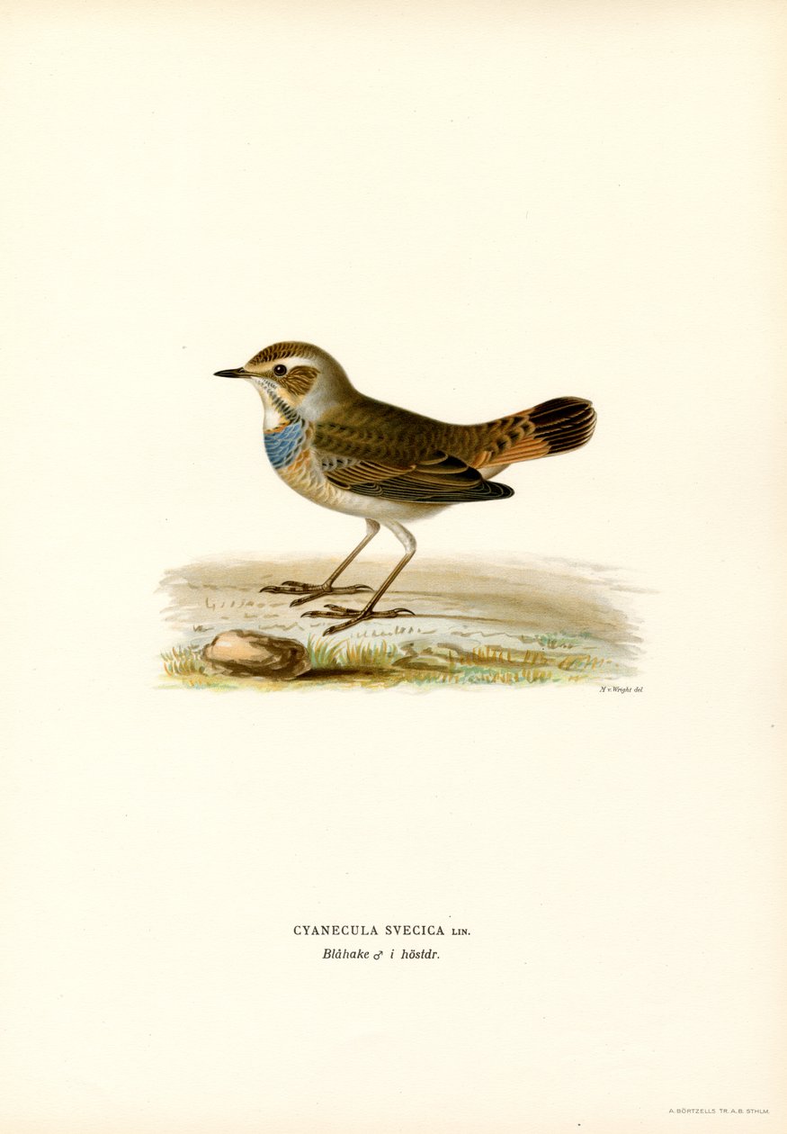 Blåstrupe (farge litho) av Magnus Ferdinand and Wilhelm von Wright