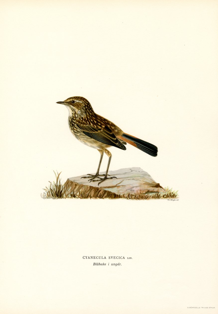 Blåstrupe (farge litho) av Magnus Ferdinand and Wilhelm von Wright