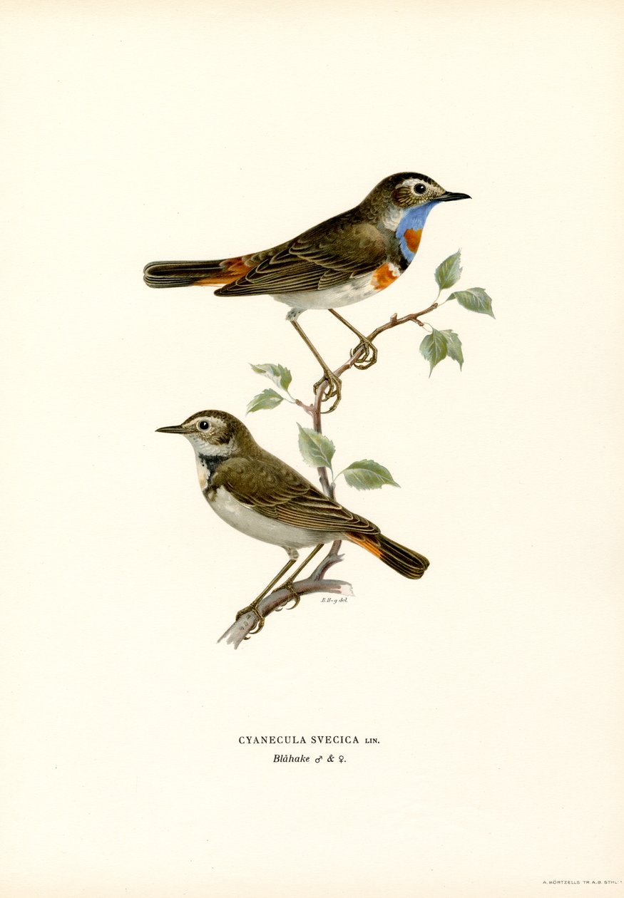 Blåstrupe (farge litho) av Magnus Ferdinand and Wilhelm von Wright