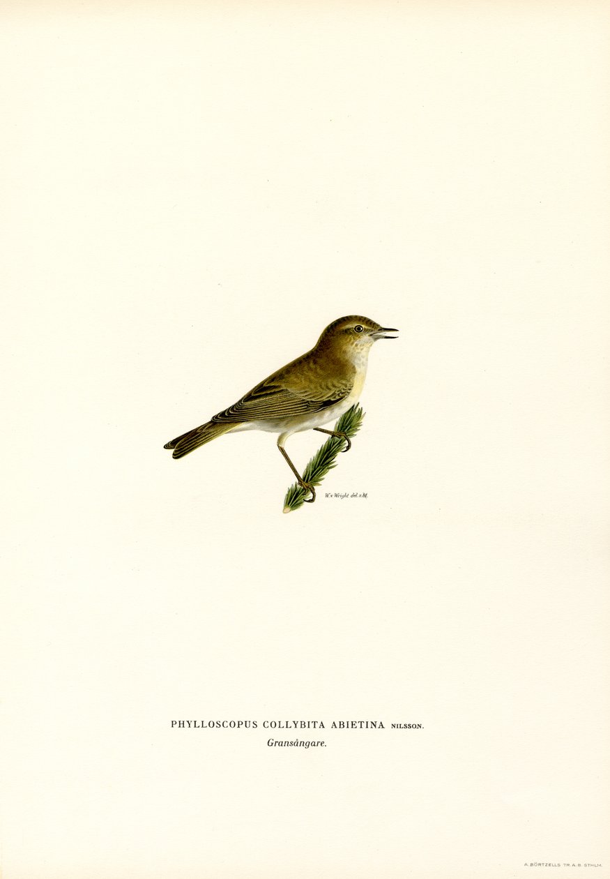 Chiffchaff (farge litho) av Magnus Ferdinand and Wilhelm von Wright