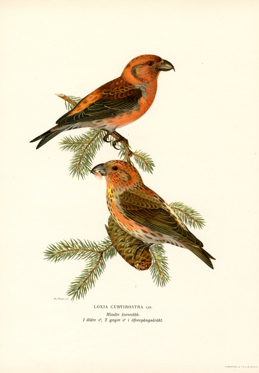 Korsnebb (farge litho) av Magnus Ferdinand and Wilhelm von Wright