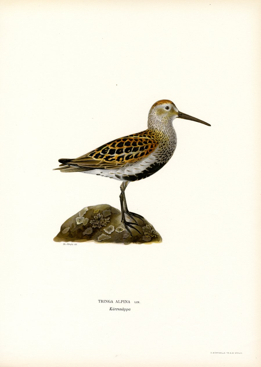 Dunlin (farge litho) av Magnus Ferdinand and Wilhelm von Wright