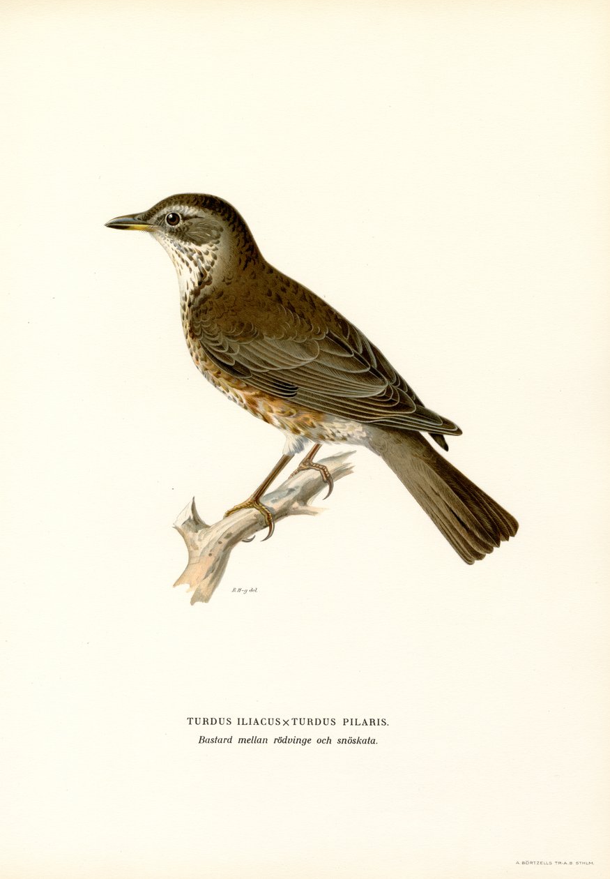 Markfare (farge litho) av Magnus Ferdinand and Wilhelm von Wright