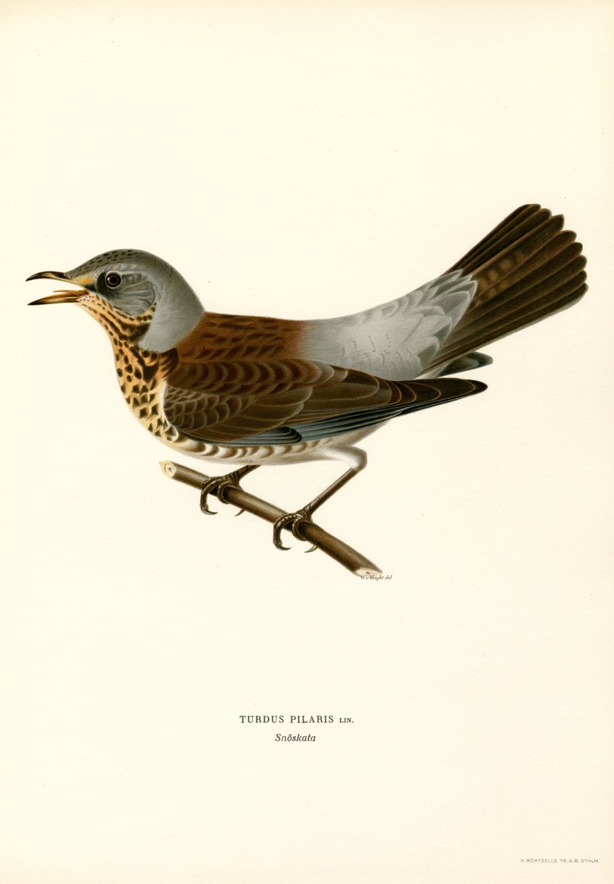 Markfare (farge litho) av Magnus Ferdinand and Wilhelm von Wright