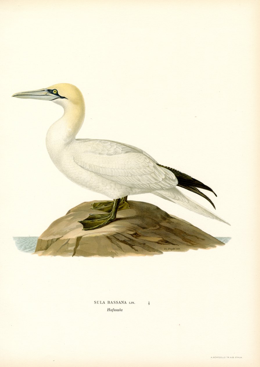 sule (farge litho) av Magnus Ferdinand and Wilhelm von Wright