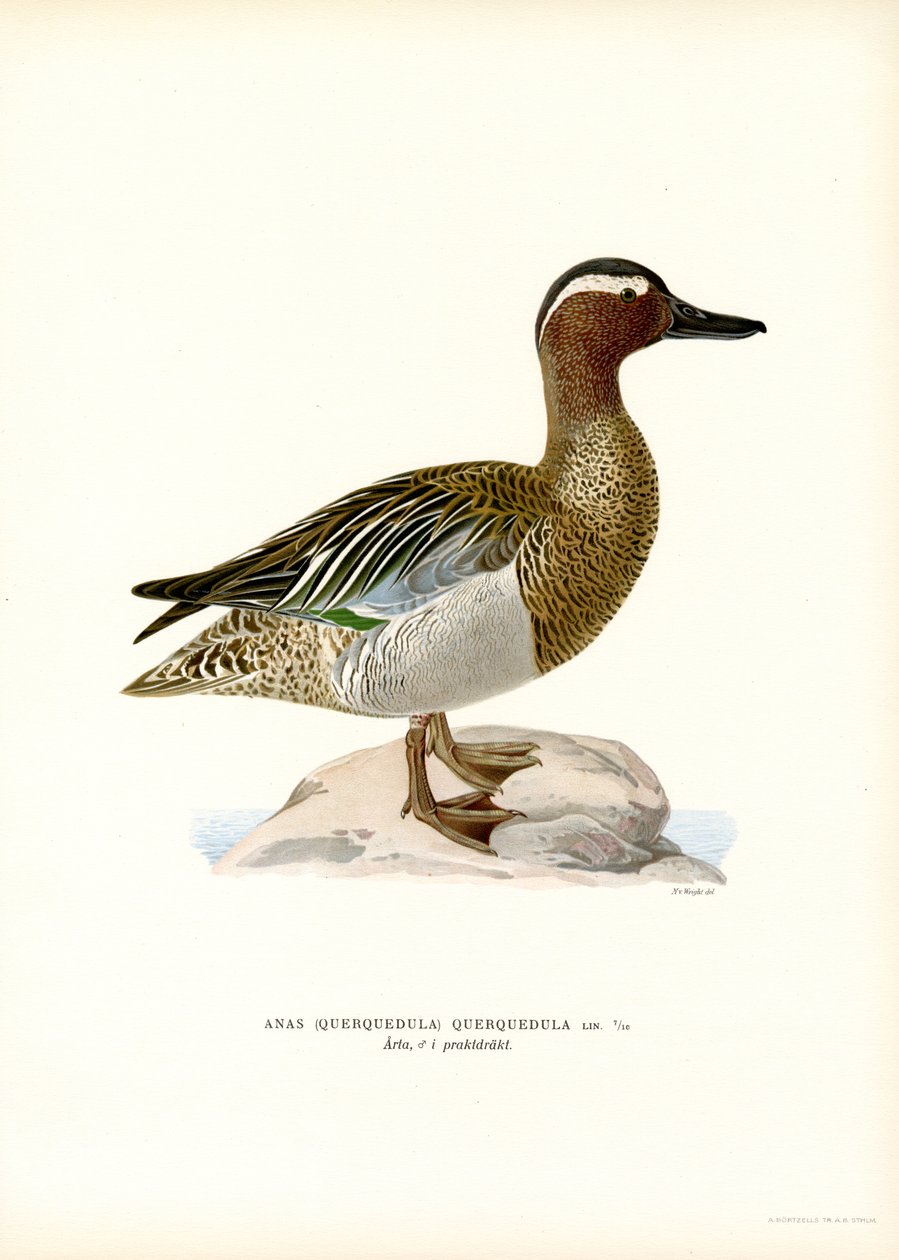 Garganey (farge litho) av Magnus Ferdinand and Wilhelm von Wright