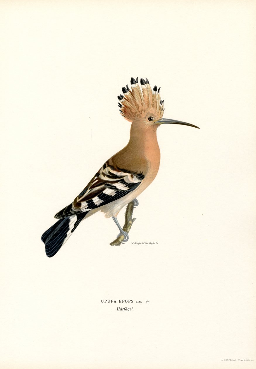 Hoopoe (farge litho) av Magnus Ferdinand and Wilhelm von Wright