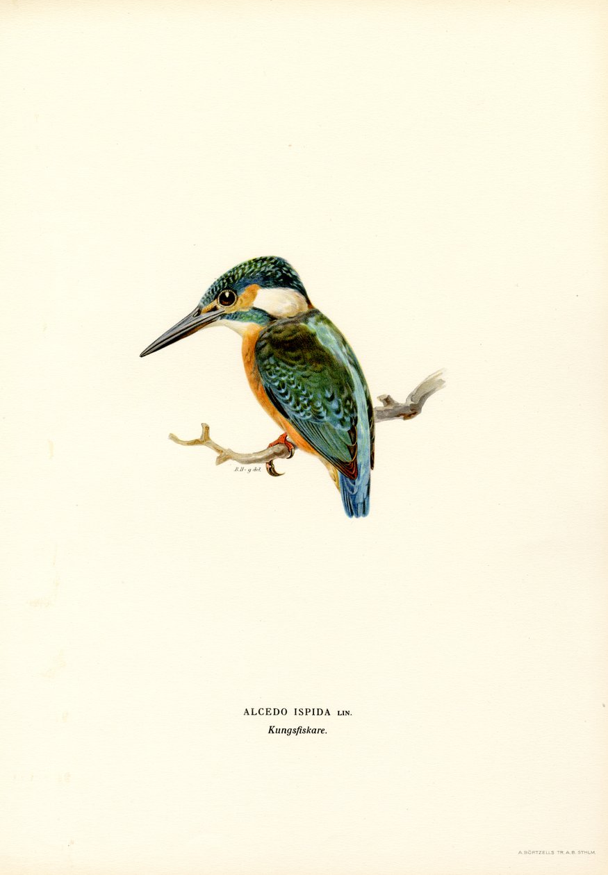 Kingfisher (farge litho) av Magnus Ferdinand and Wilhelm von Wright