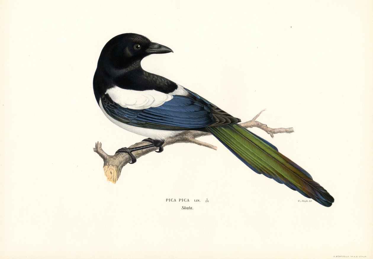 Magpie (farge litho) av Magnus Ferdinand and Wilhelm von Wright