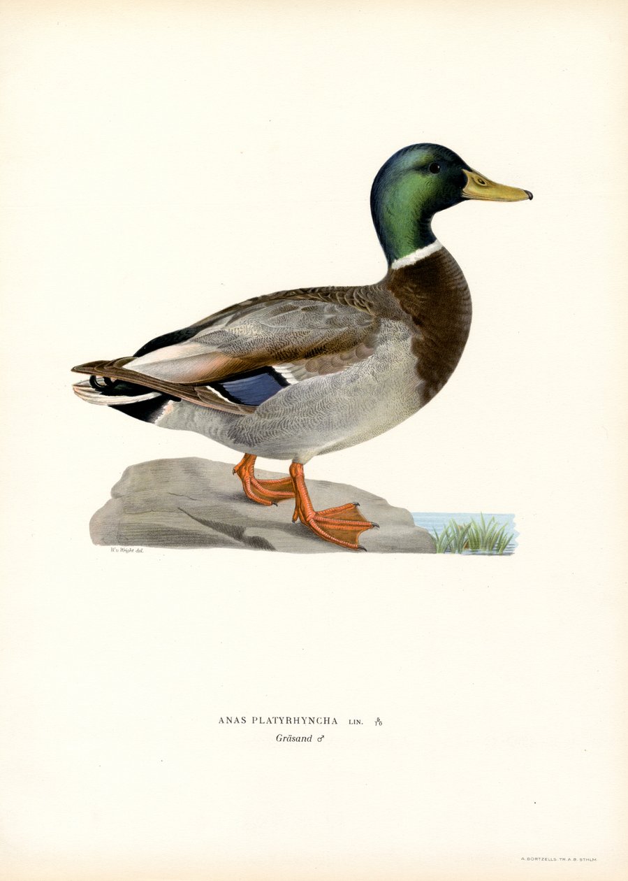 Stokand (farge litho) av Magnus Ferdinand and Wilhelm von Wright
