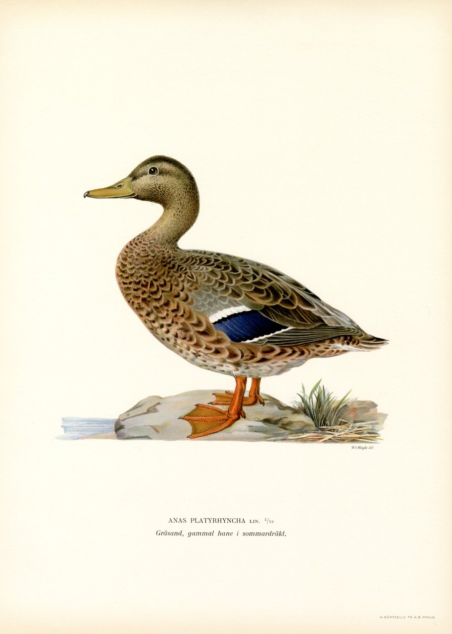 Mallard (colour litho)   1412975   no       norwegian Successfully Translated  Original: Zwei Mädchen in einer Landschaft Translat: Zwei Mädchen in einer Landschaft 1348756 no norwegian Successfully Translated Original: Peasants carousing, 1630-1690 Transl av Magnus Ferdinand and Wilhelm von Wright